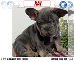 Puppy 4 French Bulldog