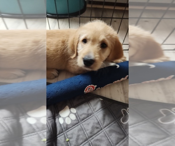 Medium Photo #8 Labradoodle Puppy For Sale in STALEY, NC, USA