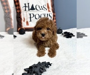 Goldendoodle (Miniature) Puppy for sale in GREENWOOD, IN, USA