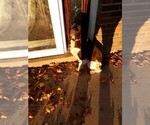 Small Photo #1 English Springer Spaniel Puppy For Sale in FAYETTE, OH, USA