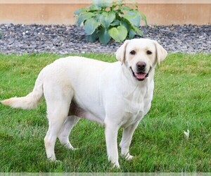 Mother of the Labrador Retriever puppies born on 04/07/2026