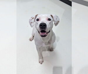 American Staffordshire Terrier-Unknown Mix Dogs for adoption in Calhoun, GA, USA