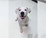 Small American Staffordshire Terrier Mix
