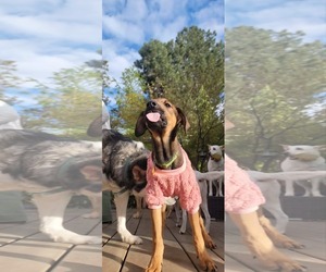 Doberman Pinscher-Unknown Mix Dogs for adoption in Sandy, UT, USA