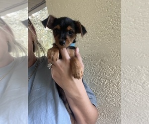 Yorkshire Terrier Puppy for sale in LABELLE, FL, USA