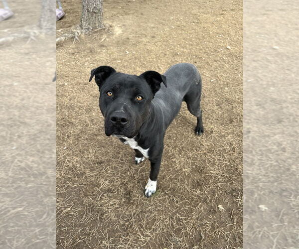 Medium Photo #1 Labrador Retriever-Unknown Mix Puppy For Sale in Evansville, IN, USA