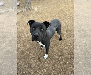 Labrador Retriever-Unknown Mix Dogs for adoption in Evansville, IN, USA
