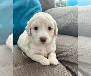 Goldendoodle Puppy for sale in PENSACOLA, FL, USA