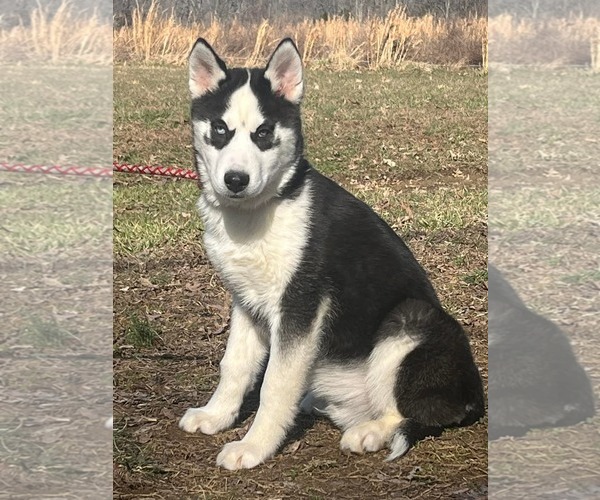 Medium Photo #4 Siberian Husky Puppy For Sale in HOPKINSVILLE/PRINCETON, KY, NH, USA