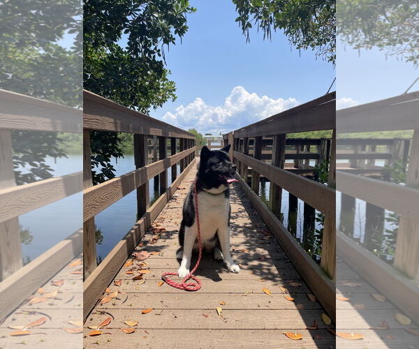 Medium Photo #3 Akita Puppy For Sale in Miami, FL, USA