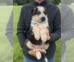 Small #2 German Shepherd Dog