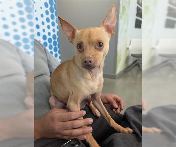 Medium Photo #2 Chihuahua Puppy For Sale in San Martin, CA, USA