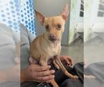 Small #1 Chihuahua
