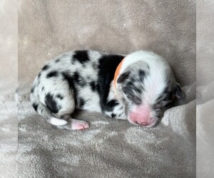 Medium Australian Shepherd