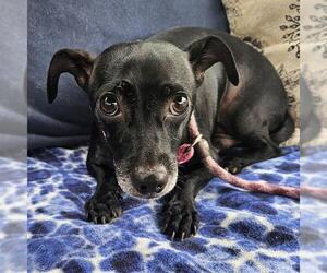 Chihuahua-Unknown Mix Dogs for adoption in Camarillo, CA, USA