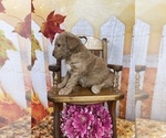Small Photo #45 Aussiedoodle Puppy For Sale in COMMERCE, MI, USA