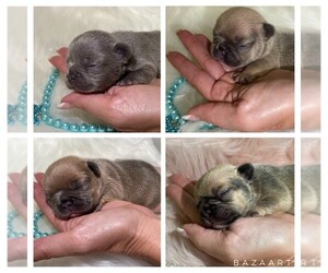 French Bulldog Puppy for sale in ORLANDO, FL, USA