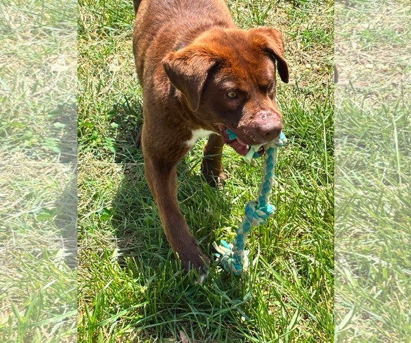 Medium Photo #2 Labrador Retriever-Unknown Mix Puppy For Sale in Rustburg, VA, USA