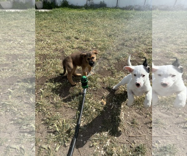 Medium Photo #3 Mutt Puppy For Sale in Sandy, UT, USA