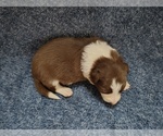 Small #22 Border Collie