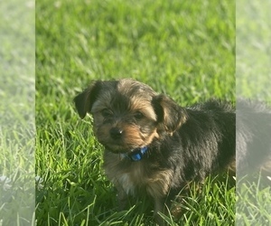 Yorkshire Terrier Puppy for sale in PARIS, TX, USA