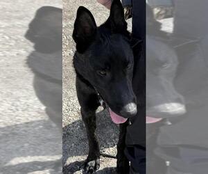 Mutt Dogs for adoption in Burbank, CA, USA