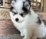 Small Photo #6 Pomsky Puppy For Sale in MCMINNVILLE, OR, USA