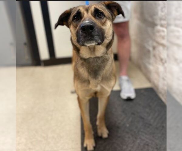 Medium Photo #1 Black Mouth Cur Puppy For Sale in Sugar Land, TX, USA