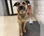 Small Black Mouth Cur