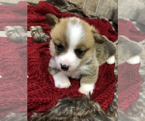 Pembroke Welsh Corgi Puppy for sale in ARTHUR, IL, USA