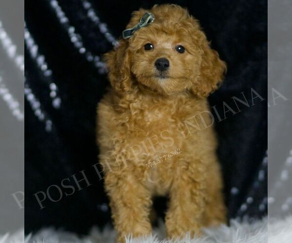 Medium Photo #5 Poodle (Toy) Puppy For Sale in WARSAW, IN, USA