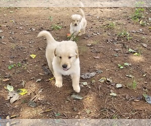 Golden Retriever Puppy for sale in SALISBURY, NC, USA