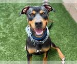 Small #1 Rottweiler Mix