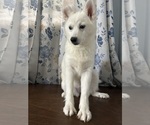 Small Photo #32 Alaskan Klee Kai Puppy For Sale in DURHAM, CT, USA