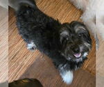 Small #2 Havanese