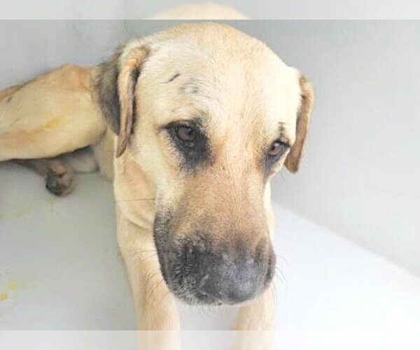 Medium Photo #1 Anatolian Shepherd-Unknown Mix Puppy For Sale in Houston, TX, USA