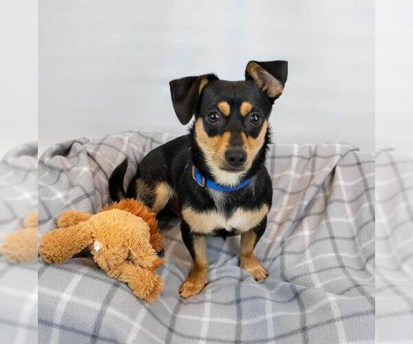 Medium Photo #4 Chiweenie Puppy For Sale in Kennesaw, GA, USA