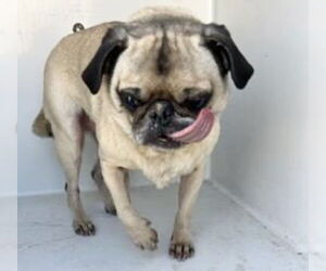 Pug Dogs for adoption in Houston, TX, USA