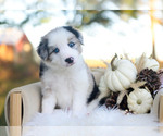 Sage - Male Border Collie Puppy for Sale - Small photo