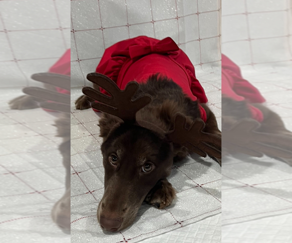 Medium Photo #7 Goldendoodle-Siberian Husky Mix Puppy For Sale in MERRILLVILLE, IN, USA