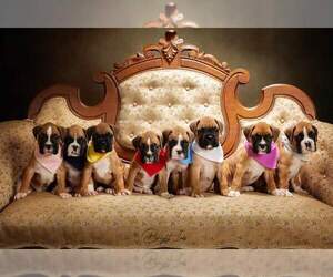 Boxer Puppy for sale in SAINT CROIX FALLS, WI, USA