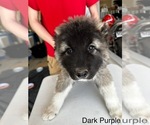 Puppy Dark Purple Caucasian Shepherd Dog
