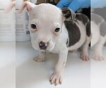 Small #2 Mutt