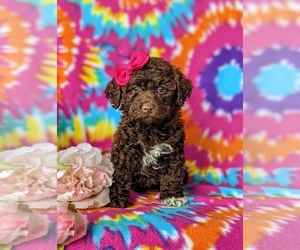 Sheepadoodle Dog for Adoption in GLEN ROCK, Pennsylvania USA