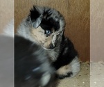 Small Photo #6 Miniature Australian Shepherd Puppy For Sale in OCTAVIA, OK, USA