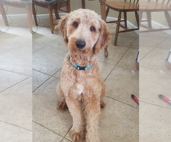 Medium Photo #1 Goldendoodle Puppy For Sale in CHINA LAKE, CA, USA