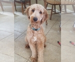 Small Photo #1 Goldendoodle Puppy For Sale in CHINA LAKE, CA, USA