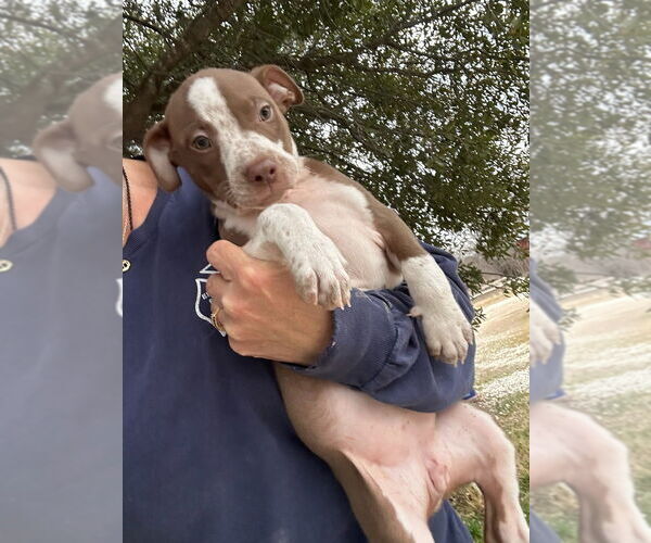 Medium Photo #1 Mutt Puppy For Sale in Oak Bluffs, MA, USA