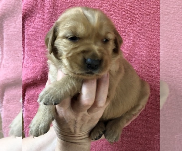 Medium Photo #3 Golden Retriever Puppy For Sale in MCCOMB, MS, USA