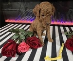 Small #5 Poodle (Standard)